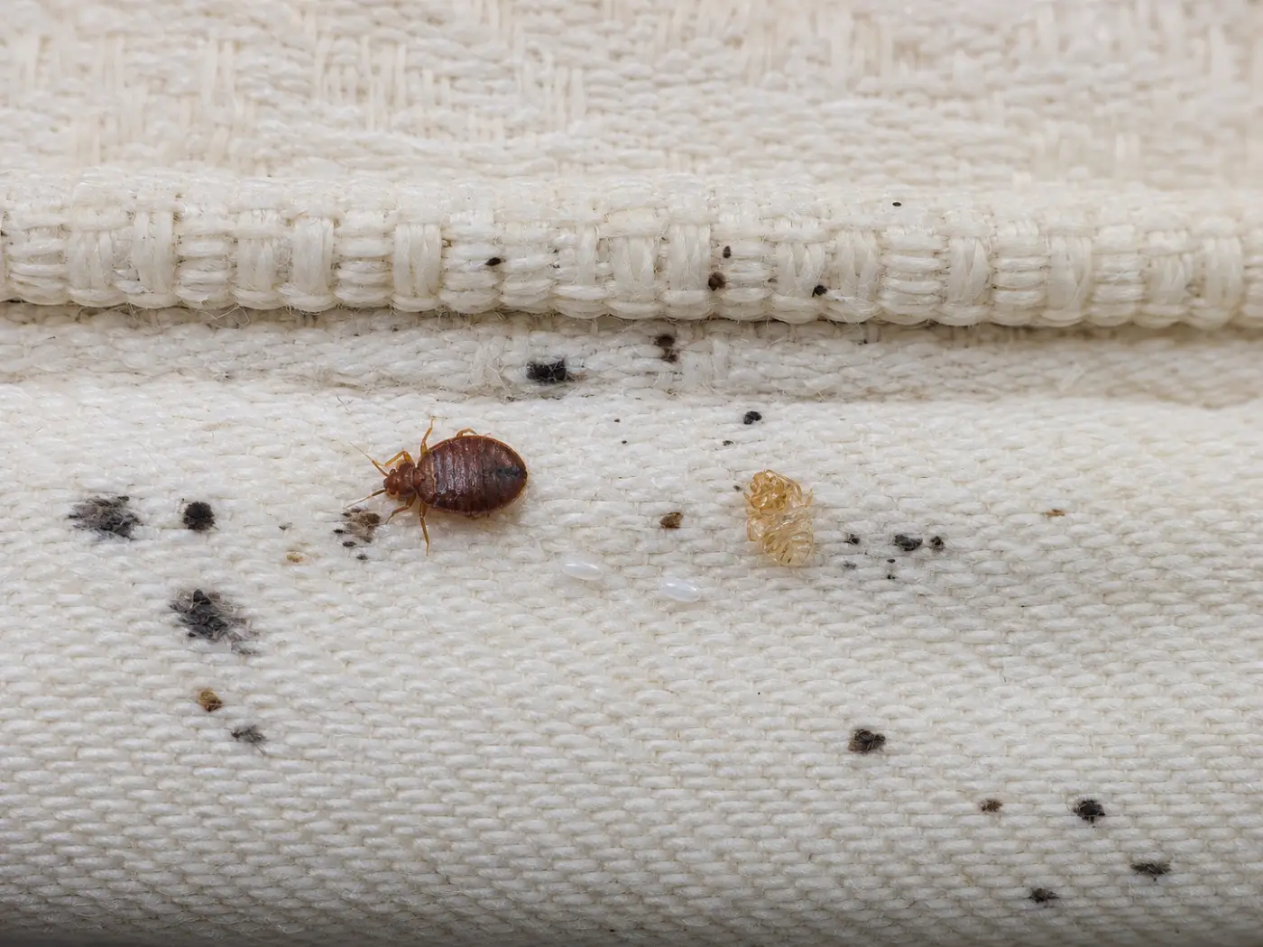 Editorial macro illustration of an adult bed bug, pale cast skin, eggs and dark spotting on a mattress seam