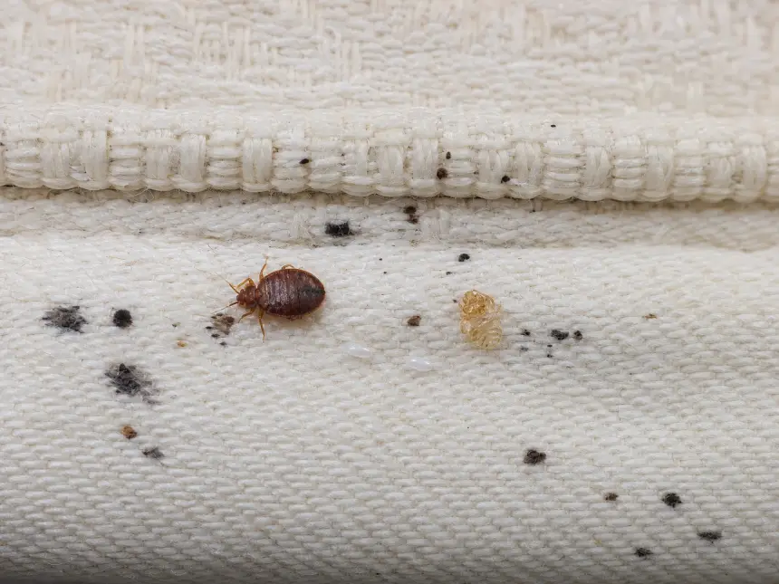 Bed bug evidence around a mattress seam